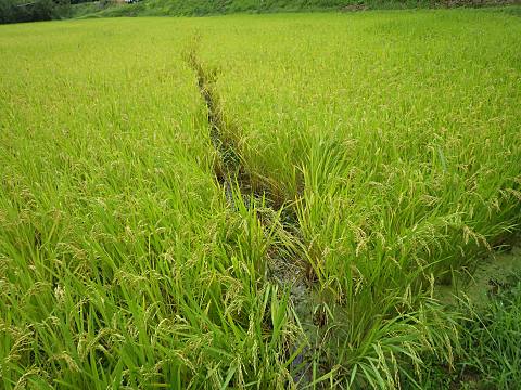 �C�m�V�V���˂��i�񂾐��c