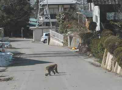 �W���̒����̂������T��