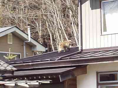 ���Ƃ̉����̃T��