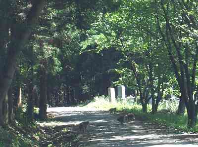 �R�Ɉ����グ��T���̌Q