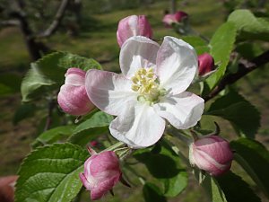 �������̍���̉�