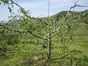 �������̍���̖�