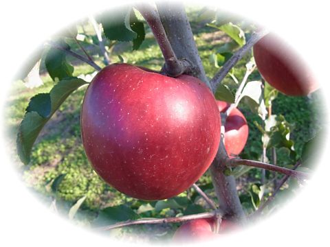 �s�������̍���t