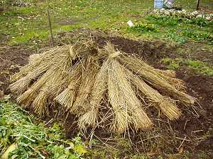 ���ɖ��߂��卪