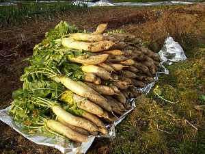 ���n�����卪