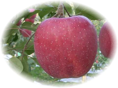 �ׂ���̃T���ӂ�