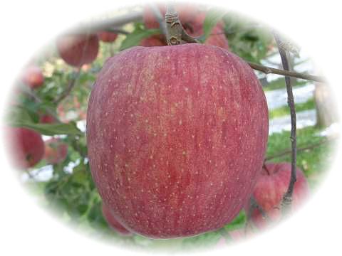 �ȏ�̃T���ӂ�