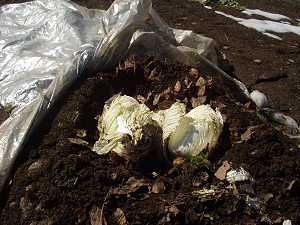 �@��o�����΂���̔���