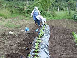 ���؂̐A�t��