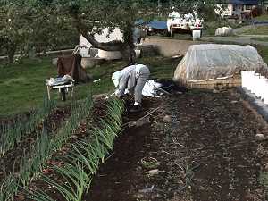 �l�M�̐A�t��