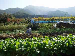 �H�̌i�F�̒��Œn���̎��n