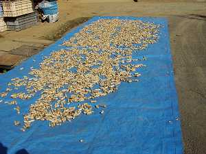 �n���̓V������