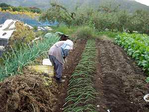 �ʂ˂��̕c�̐A�t��