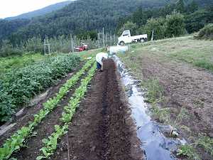 �z�E�����\�E�̎펪��