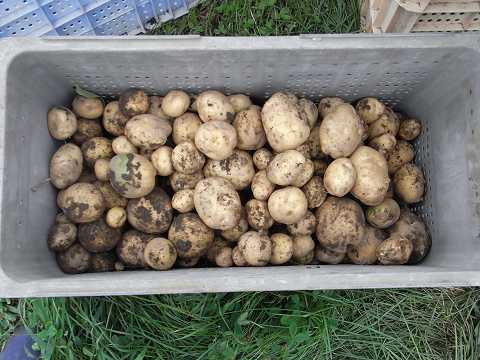 �W���K�C��