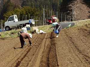 �W���K�C���̎��