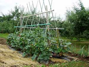 ������؂𔇂킹�邭��