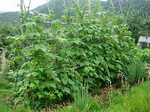 �����b�R���̂���