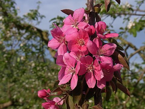 ���C�|�[��