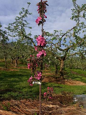 ���C�|�[��