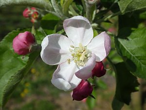 ����ܖ����̉�