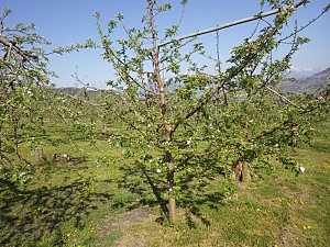 ����ܖ����̖�