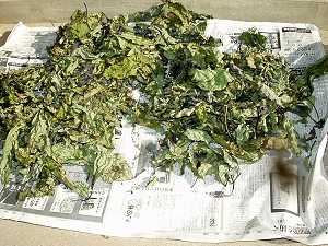 �֎q�̗t����������