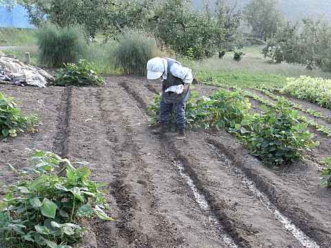 ���؂̎펪��