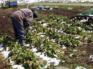 �~�z����؂̎��n