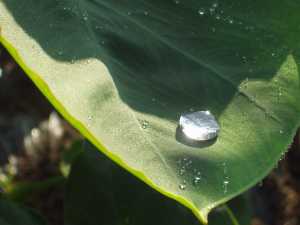 �����̗t�̘I