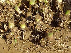 �T�g�C���̎��n