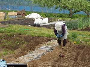 �T�c�}�C���̕c