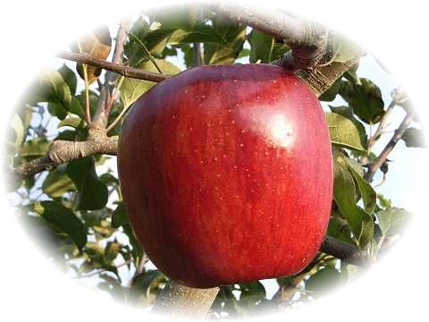 �s�V�i�m�X�C�[�g�t