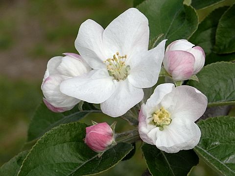 �V�i�m�X�C�[�g�̉�