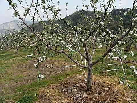 �V�i�m�X�C�[�g�̖�