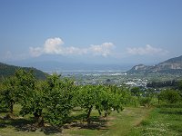 �N�}�ɂ��l�g��Q