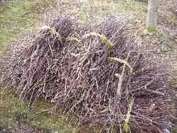 �����ł܂邯����񂲂̎}