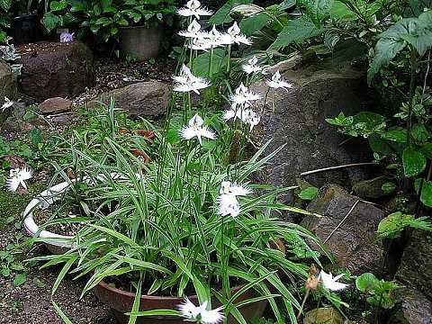 ���A���̃T�M�\�E