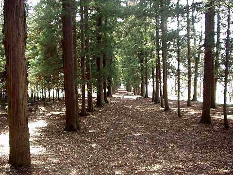 ���m�_�А�����