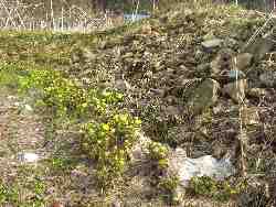 �������̐��ɍ炭������