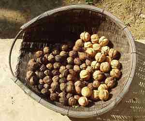 �I�j�O���~�ƁA�q���O���~�A�J�V�O���~�̎�