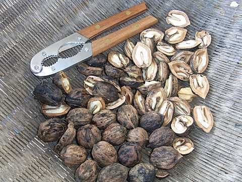 �I�j�O���~�ƌӓ�����