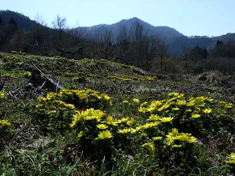 �t�N�W���\�E