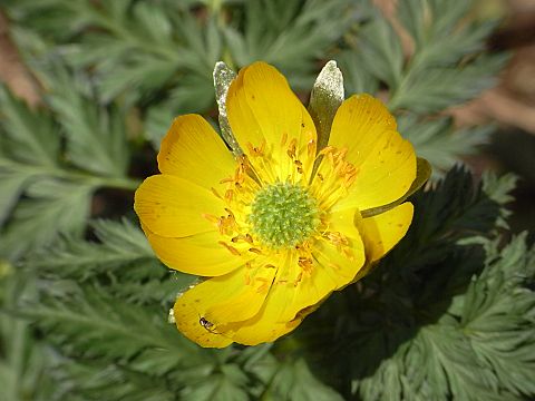 �t�N�W���\�E