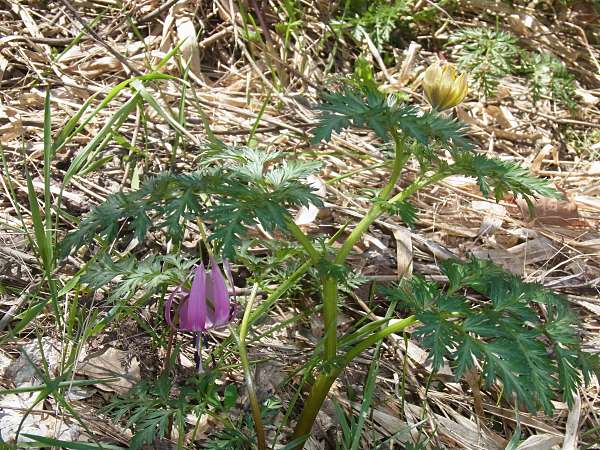 �t�N�W���\�E