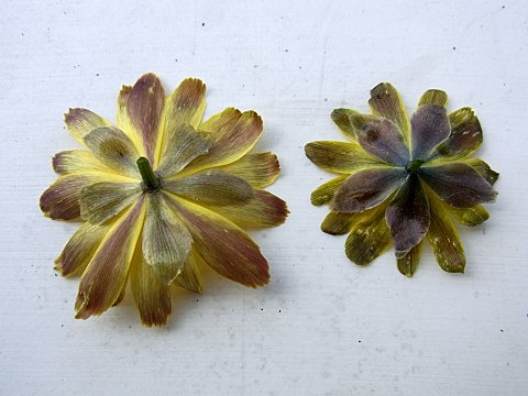 �~�`�m�N�t�N�W���\�E�ƃt�N�W���\�E