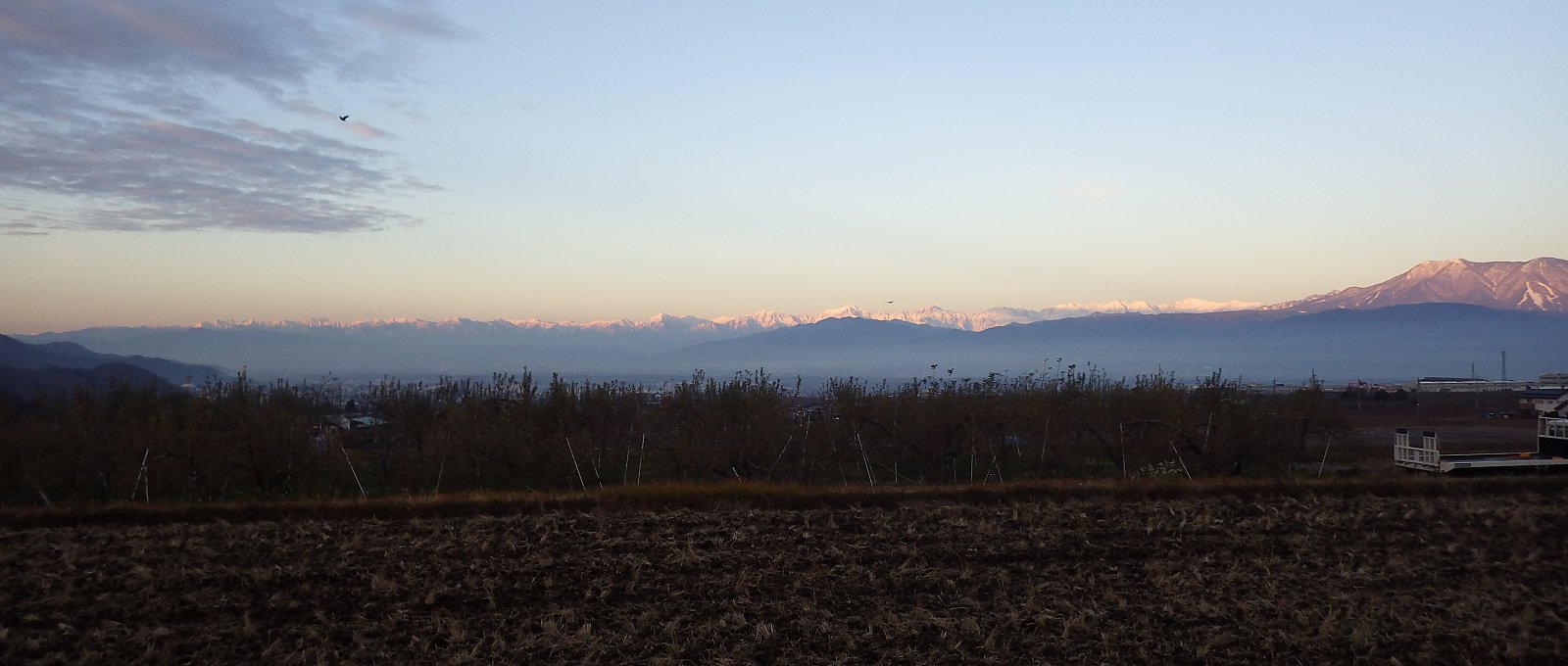 ������Ԃ����R�X�������ŐF�t���Ă���閾��