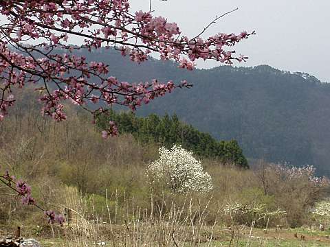 コブシとタラの芽と桜