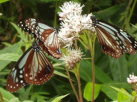 �A�T�M�}�_��