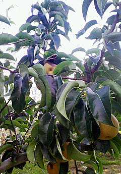 �L�x���^�e�n